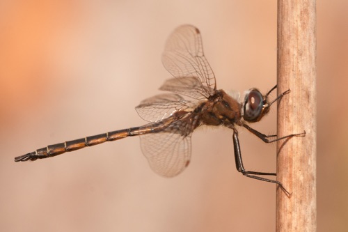 Male
2014_04_02_Wakulla_FL Male
2014_04_02_Wakulla_FL